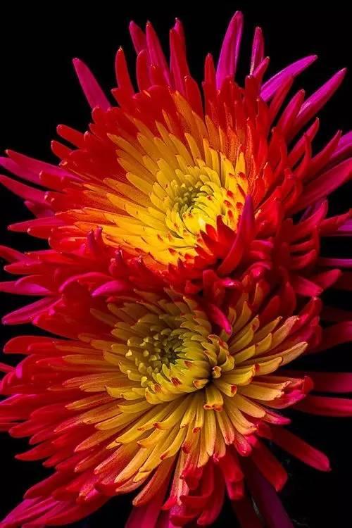 我能看见万物信息成了富贵花,揭秘信息时代的财富密码